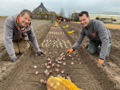 Highlighted image: Hyacinten showtuin 2021 geplant!